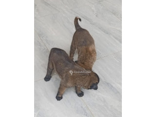 Chiot Malinois 