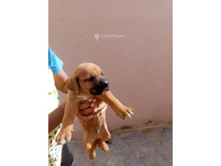 Chiot Ridgback 