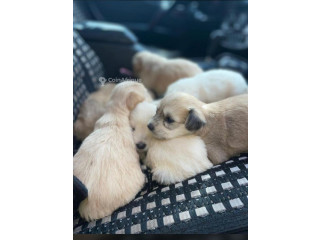 Chiots Caniche