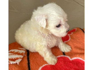 Chiot Bichons Maltais 