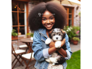 Chiot Bichon