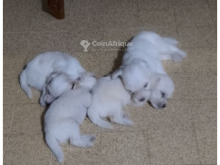 Chiot Bichon frisé 