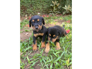 Chiots Rottweiler