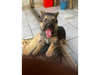 Chiots Berger Allemand