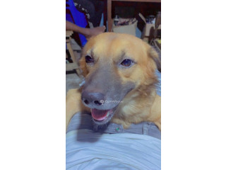 Chiens 