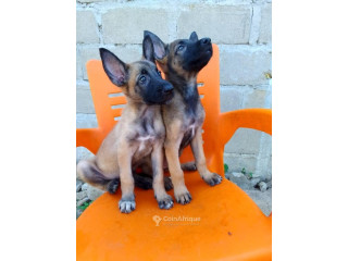 Chiot malinois