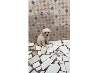 Chien Caniche