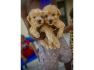 Caniche bichon