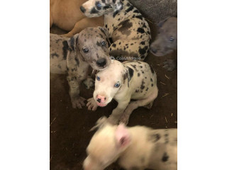 Chiots Dog Allemand