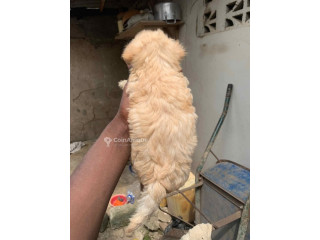 Chien Bichon 