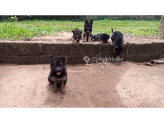 Chiot Berger Allemand 