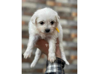 Chiot Bichon