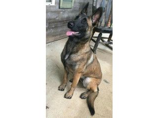 Chiot Berger Allemand