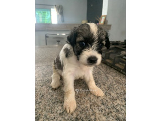 Chiots Bichon Maltais