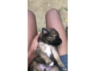 Chiots Malinois croisés Pitbull 