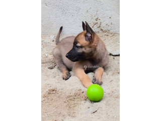 Chiot Berger Malinois pur sang
