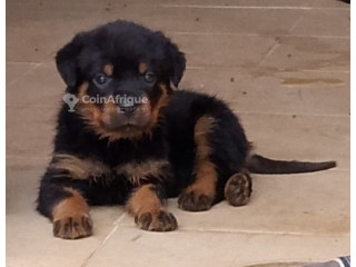 Chiot Rottweiler pur sang 