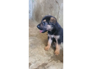 Chiot Berger Allemand pur sang