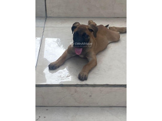 Chiot Boerboel