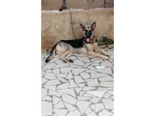 Chiot Berger Allemand