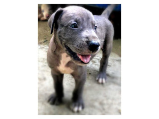 Chiots Dogue Allemand