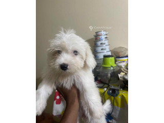 Chiot Bichon Frisé 