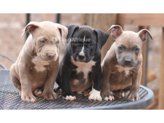 Chiot pitbull 