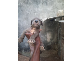 Chiot Dogue Allemand