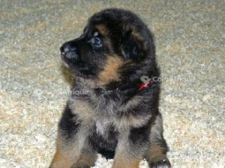 Chiots Berger Allemand