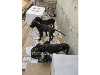Chiots dog allemand