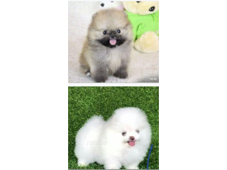 Chien spiss pomerani
