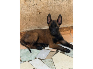 Chien mali