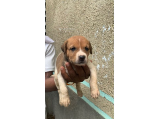 Chiot Pitbull