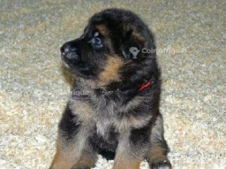 Chiot Berger Allemand