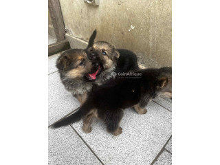 Chiot Berger Allemand 