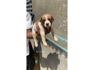 Chiot pitbull femelle