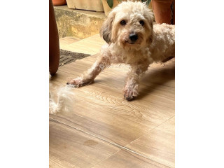 Chiot Caniche
