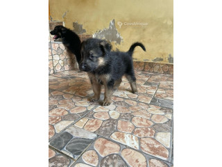 Chiot Berger Allemand