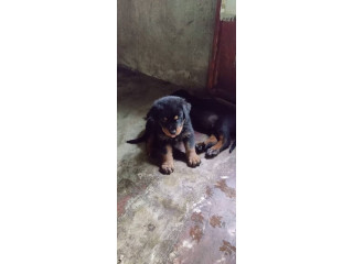 Chiot Rottweiler