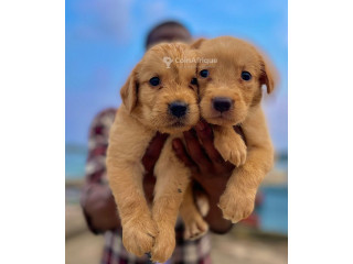 Chiots Labrador golden retriever