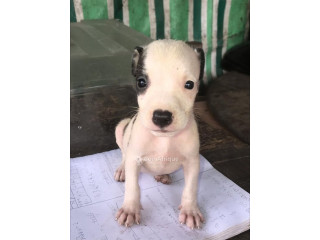 Chiots pitbull issue 