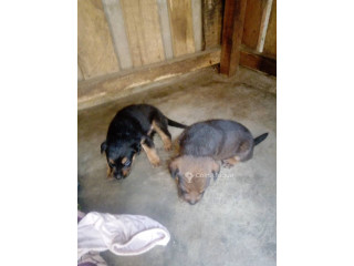 Chiots Berger Allemand 