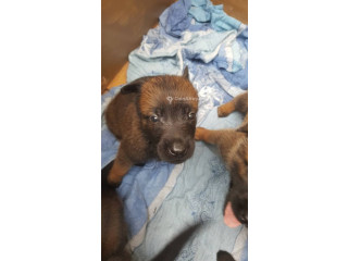 Chiots malinois charbonner 