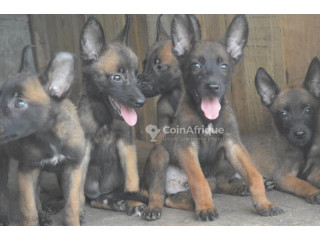 Chiot Berger belge malinois