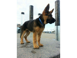 Chiot Berger Allemand 