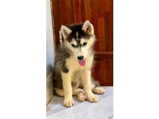 Chiot Husky sibérien