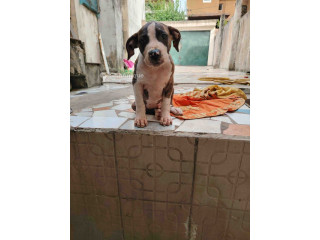 Chiot Pitbull