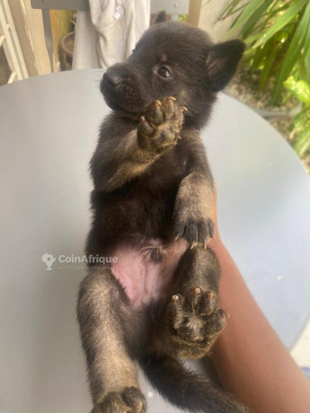 chiot-malinois-big-0