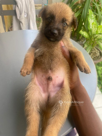 chiot-malinois-big-1