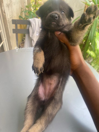 chiot-malinois-big-2